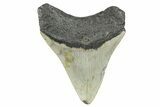 Serrated, Fossil Megalodon Tooth - North Carolina #273923-1